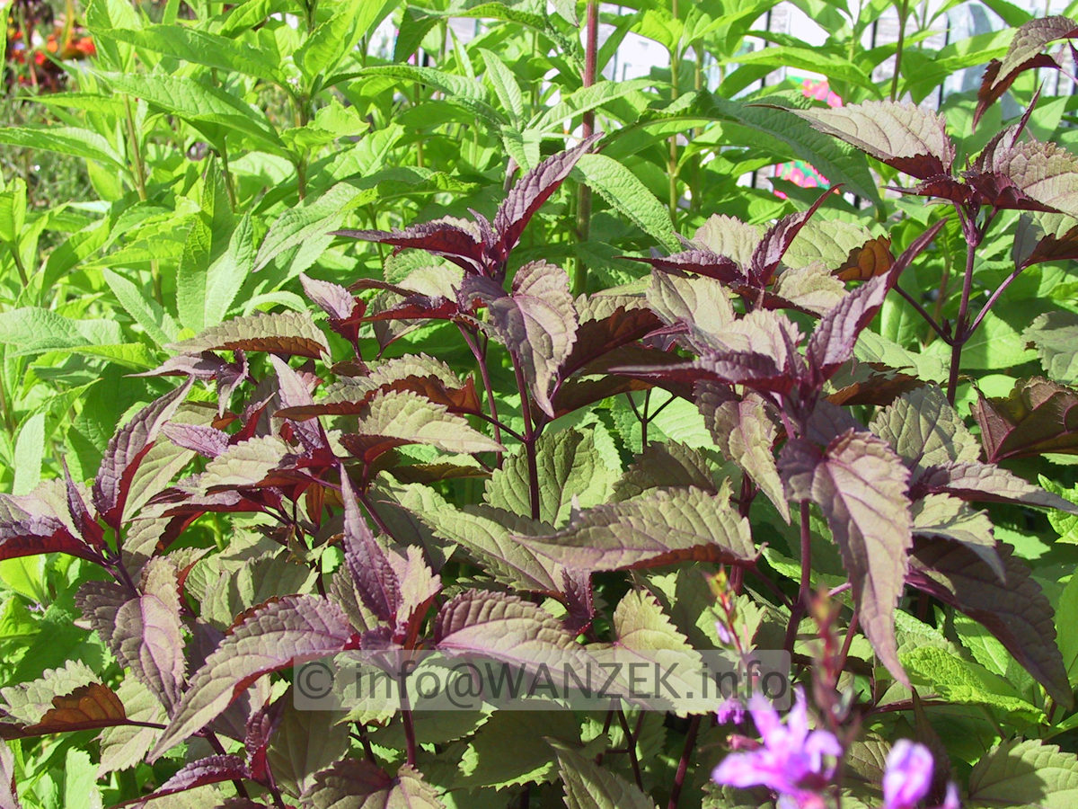 Eupatorium rugosum Chocolate 1.JPG